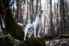 FINN, Hund, Jack Russell Terrier in Bad Karlshafen - Bild 6