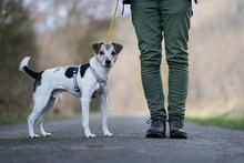 FINN, Hund, Jack Russell Terrier in Bad Karlshafen - Bild 7
