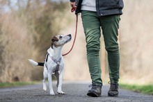 FINN, Hund, Jack Russell Terrier in Bad Karlshafen - Bild 8