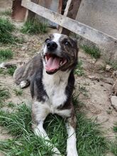 PICCO, Hund, Mischlingshund in Rumänien - Bild 4
