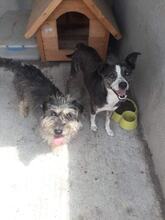 PICCO, Hund, Mischlingshund in Rumänien - Bild 6