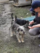 PICCO, Hund, Mischlingshund in Rumänien - Bild 7