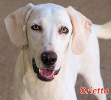 ORIETTA, Hund, Mischlingshund in Storkow - Bild 1