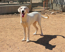 ORIETTA, Hund, Mischlingshund in Storkow - Bild 4