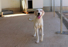 ORIETTA, Hund, Mischlingshund in Storkow - Bild 5