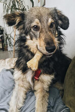 BUBBLE, Hund, Mischlingshund in Berlin - Bild 2