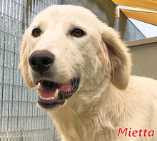 MIETTA, Hund, Mischlingshund in Italien - Bild 1