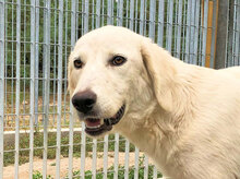 MIETTA, Hund, Mischlingshund in Italien - Bild 3