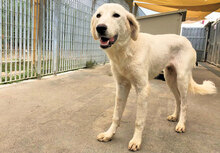 MIETTA, Hund, Mischlingshund in Italien - Bild 4