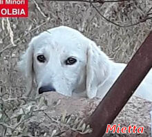 MIETTA, Hund, Mischlingshund in Italien - Bild 7
