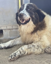 ERMIONI, Hund, Mischlingshund in Griechenland - Bild 9