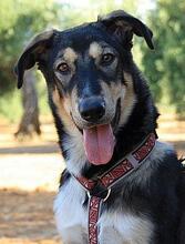 AYSA, Hund, Mischlingshund in Spanien - Bild 1