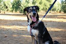 AYSA, Hund, Mischlingshund in Spanien - Bild 10