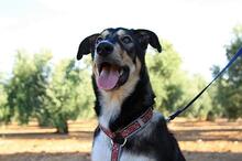 AYSA, Hund, Mischlingshund in Spanien - Bild 12