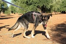AYSA, Hund, Mischlingshund in Spanien - Bild 14