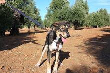 AYSA, Hund, Mischlingshund in Spanien - Bild 16