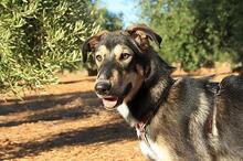 AYSA, Hund, Mischlingshund in Spanien - Bild 17