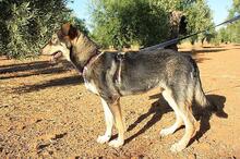 AYSA, Hund, Mischlingshund in Spanien - Bild 18