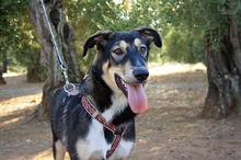 AYSA, Hund, Mischlingshund in Spanien - Bild 2