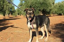 AYSA, Hund, Mischlingshund in Spanien - Bild 20