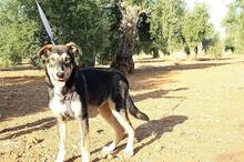 AYSA, Hund, Mischlingshund in Spanien - Bild 22