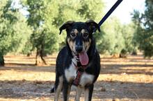 AYSA, Hund, Mischlingshund in Spanien - Bild 4