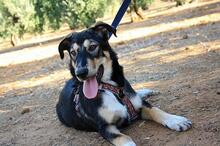 AYSA, Hund, Mischlingshund in Spanien - Bild 6