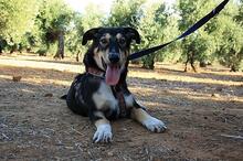AYSA, Hund, Mischlingshund in Spanien - Bild 7