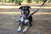 AYSA, Hund, Mischlingshund in Spanien - Bild 8