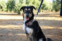 AYSA, Hund, Mischlingshund in Spanien - Bild 9