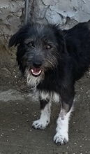 DANI, Hund, Mischlingshund in Ungarn - Bild 1
