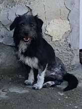 DANI, Hund, Mischlingshund in Ungarn - Bild 3