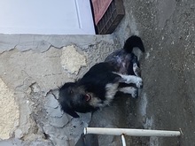 DANI, Hund, Mischlingshund in Ungarn - Bild 4