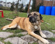 BISHOP, Hund, Mischlingshund in Markdorf - Bild 4