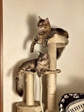 GOKU, Katze, Norwegische Waldkatze-Mix in Dörverden - Bild 9