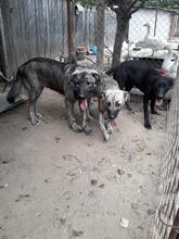 LINDA, Hund, Mischlingshund in Rumänien - Bild 4