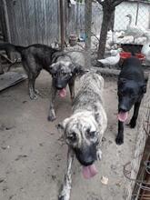 LINDA, Hund, Mischlingshund in Rumänien - Bild 5