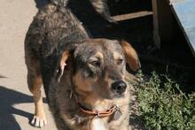 BARRY, Hund, Mischlingshund in Bulgarien - Bild 3
