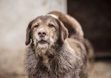 LADY, Hund, Mischlingshund in Bulgarien - Bild 1