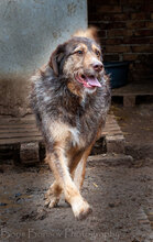 LADY, Hund, Mischlingshund in Bulgarien - Bild 10