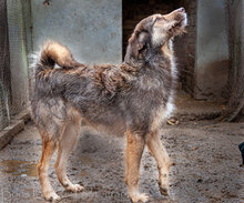 LADY, Hund, Mischlingshund in Bulgarien - Bild 11