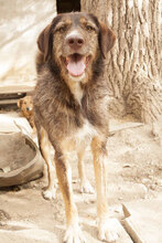 LADY, Hund, Mischlingshund in Bulgarien - Bild 12