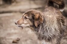 LADY, Hund, Mischlingshund in Bulgarien - Bild 2