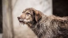 LADY, Hund, Mischlingshund in Bulgarien - Bild 4