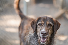 LADY, Hund, Mischlingshund in Bulgarien - Bild 6