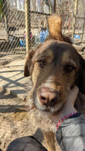LADY, Hund, Mischlingshund in Bulgarien - Bild 7