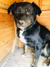 TAMO, Hund, Mischlingshund in Griechenland - Bild 1