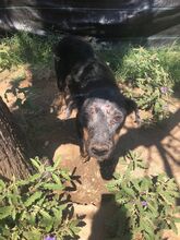 TAMO, Hund, Mischlingshund in Griechenland - Bild 6