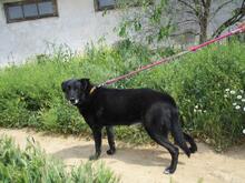 SHAW, Hund, Mischlingshund in Spanien - Bild 5
