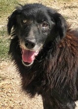 MALCOLM, Hund, Mischlingshund in Griechenland - Bild 12